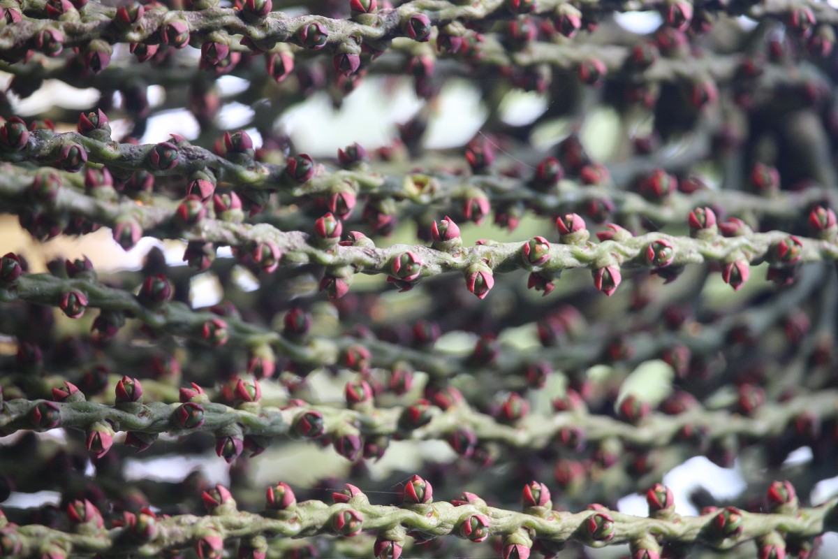 Caryota mitis Lour.