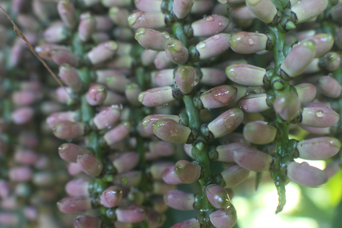 Caryota mitis Lour.