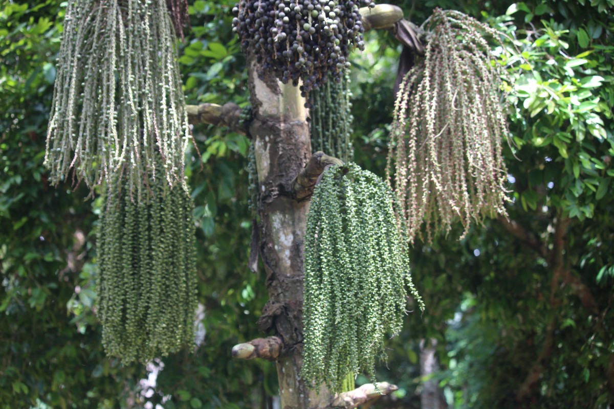 Caryota mitis Lour.