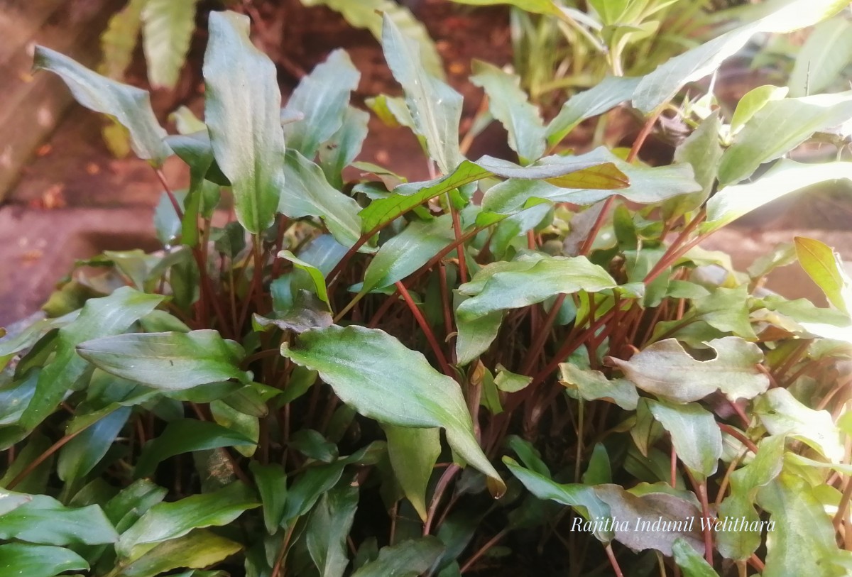 Cryptocoryne walkeri Schott