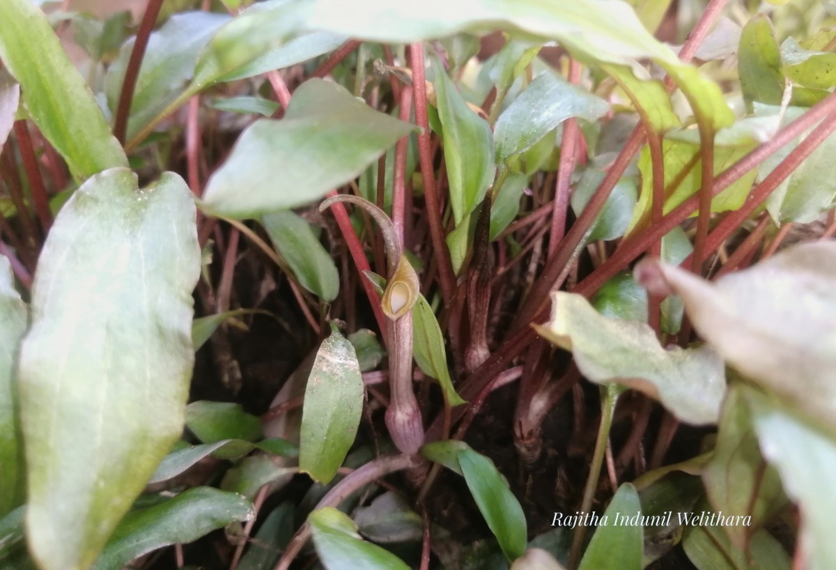 Cryptocoryne walkeri Schott