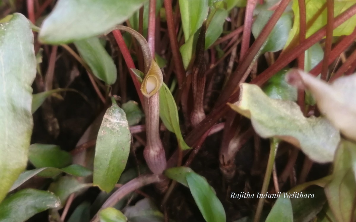 Cryptocoryne walkeri Schott