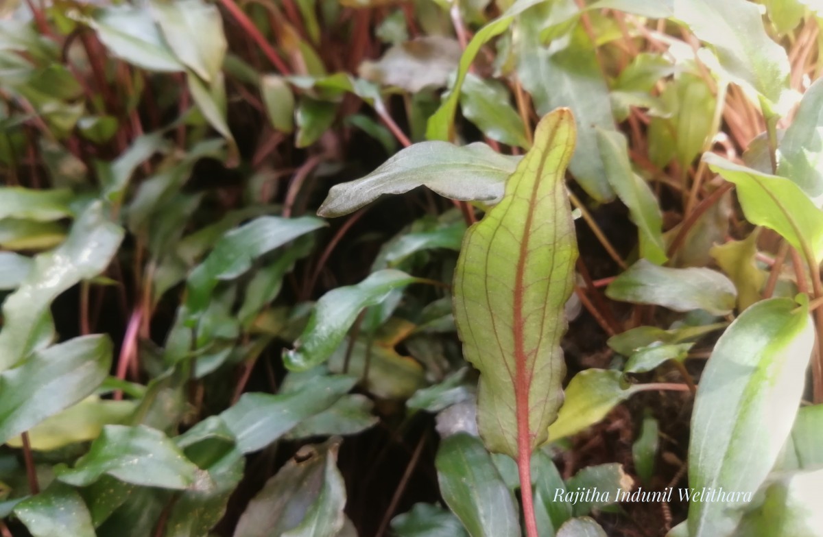 Cryptocoryne walkeri Schott