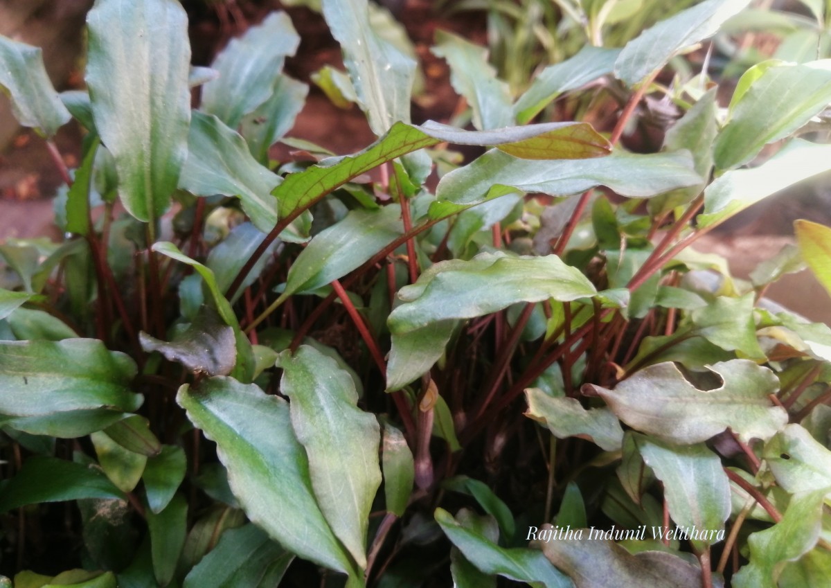 Cryptocoryne walkeri Schott