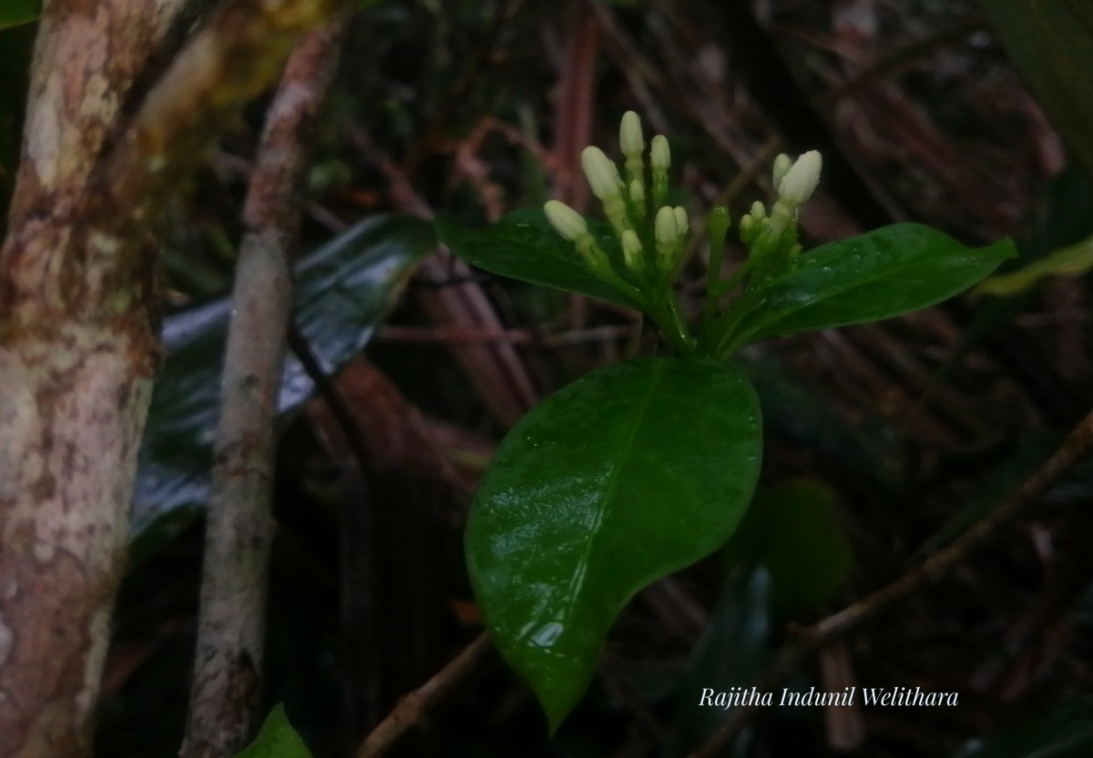 Rauvolfia verticillata (Lour.) Baill.