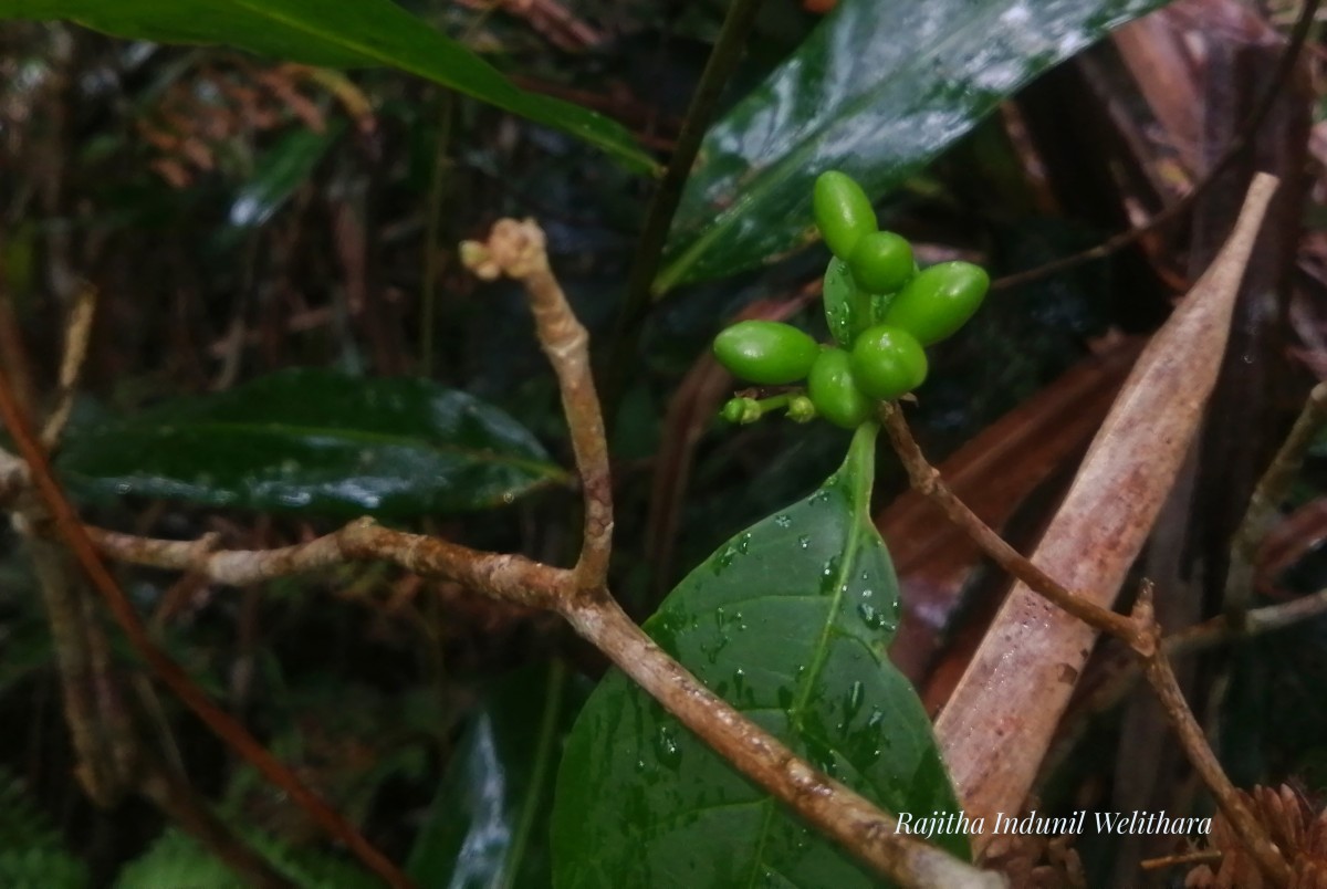 Rauvolfia verticillata (Lour.) Baill.