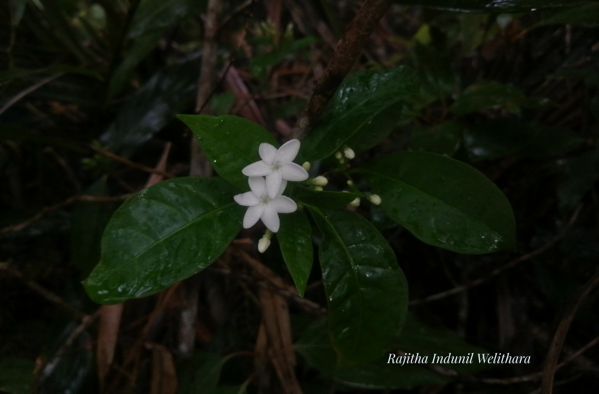 Rauvolfia verticillata (Lour.) Baill.