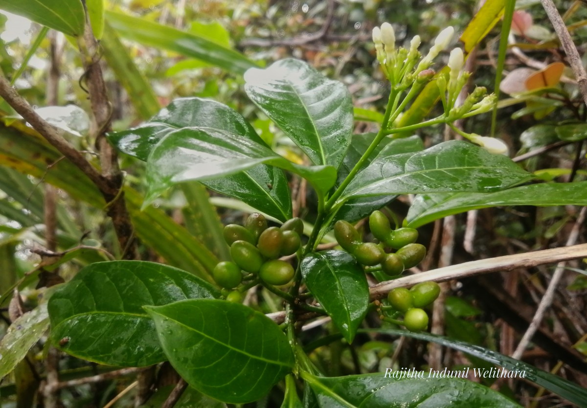 Rauvolfia verticillata (Lour.) Baill.