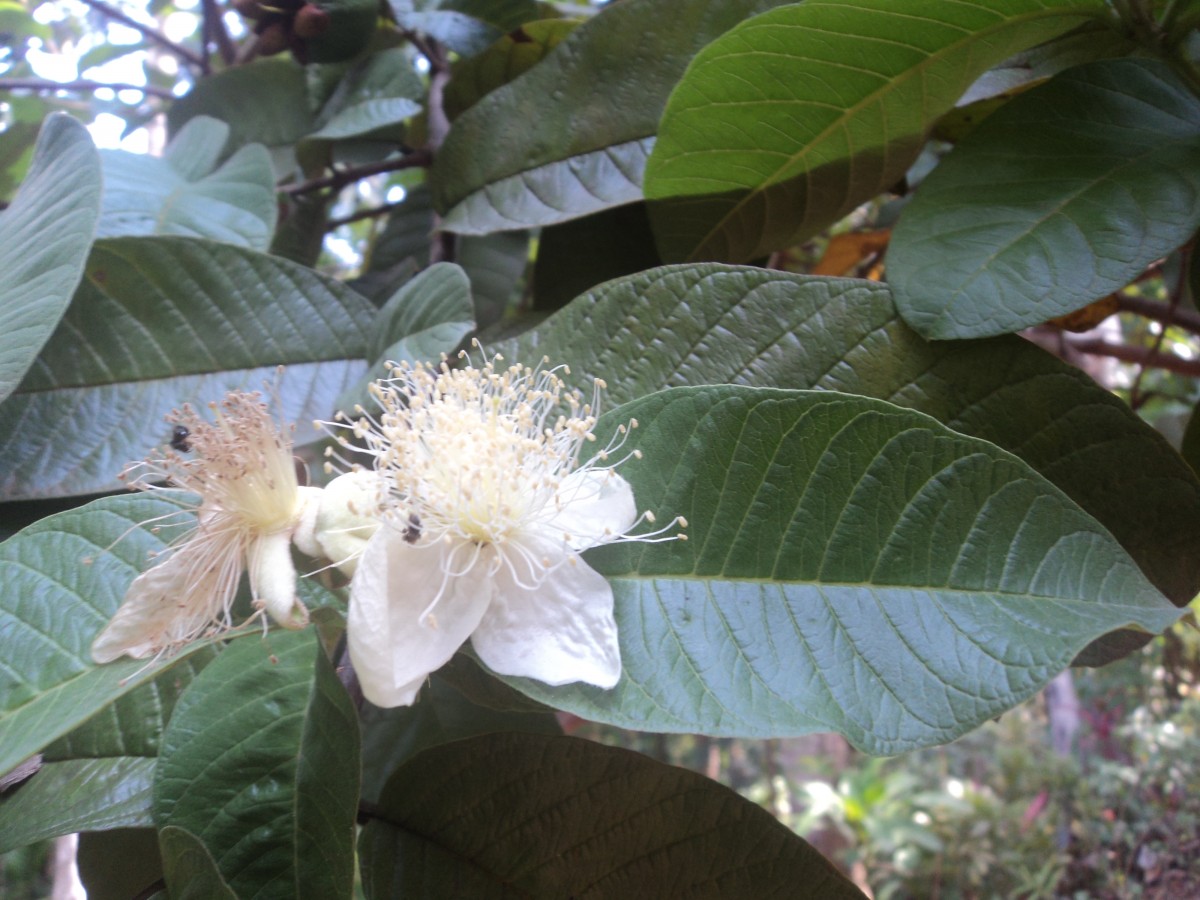 Psidium guajava L.