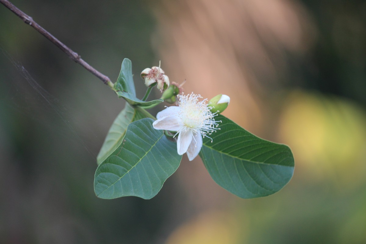 Psidium guajava L.