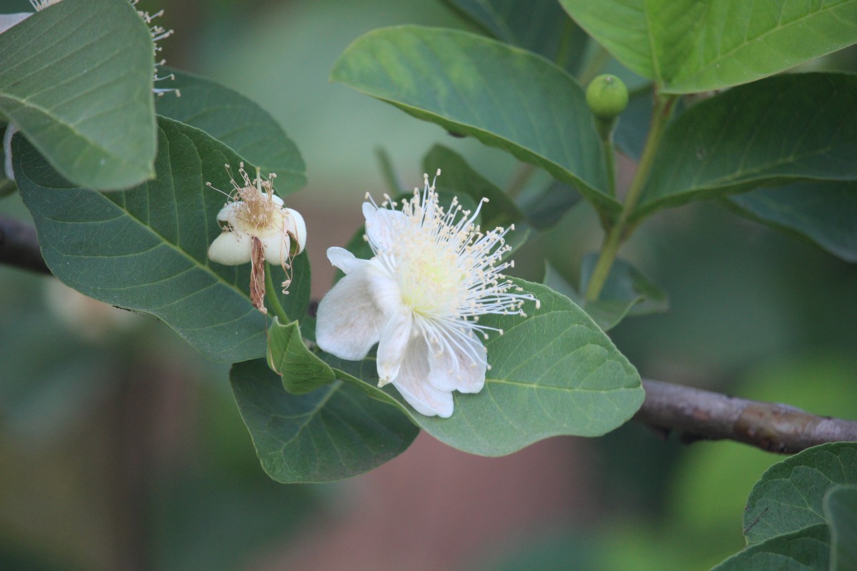 Psidium guajava L.