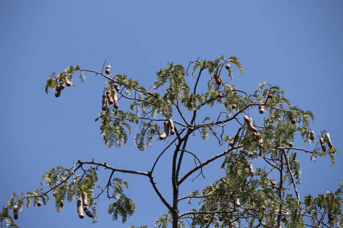 Tamarindus indica L.