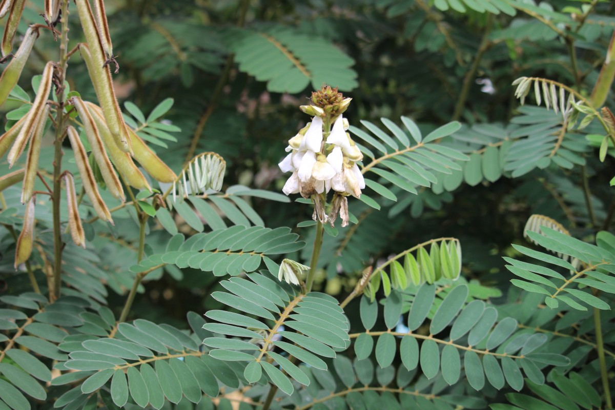 Tephrosia vogelii Hook.f.