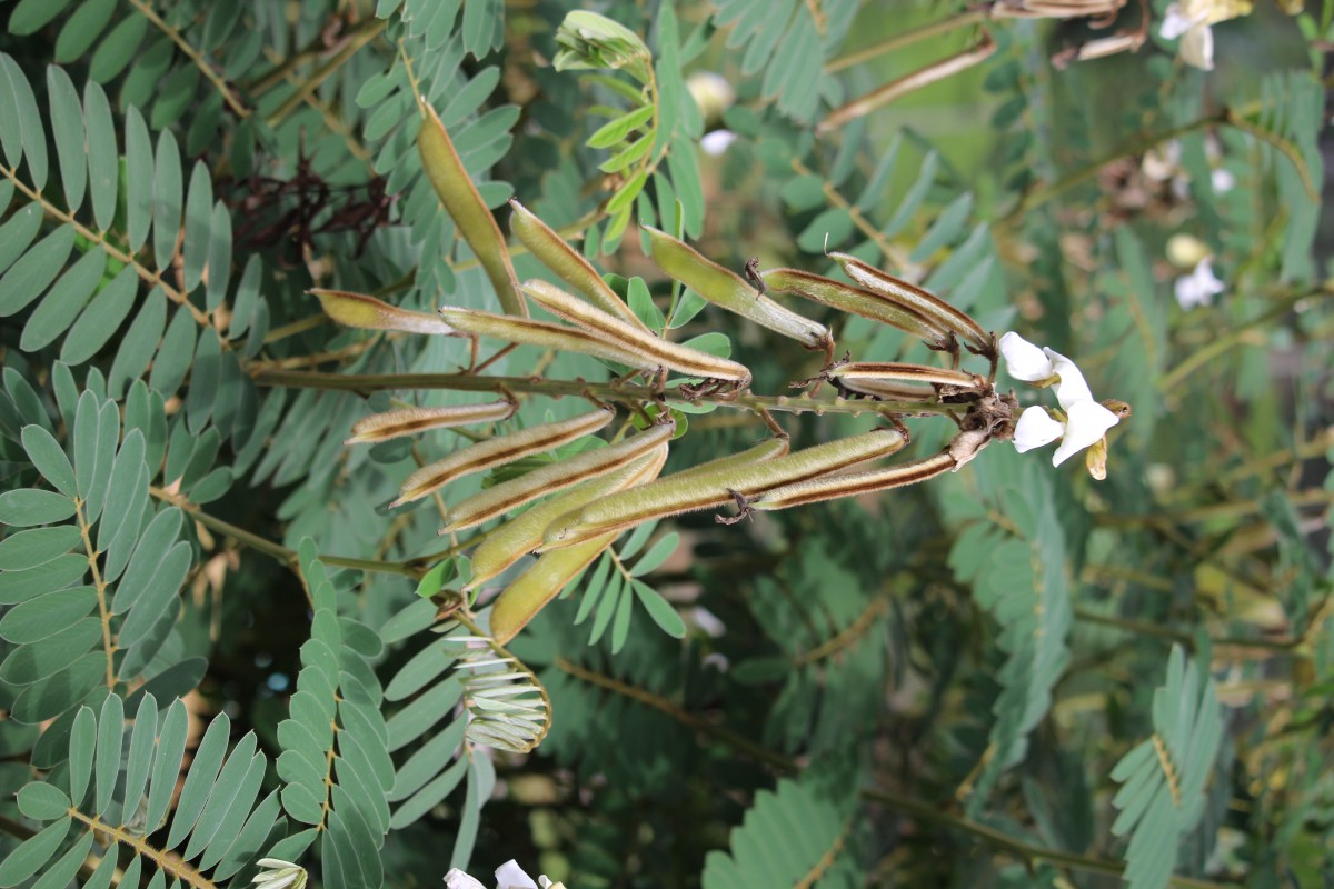 Tephrosia vogelii Hook.f.