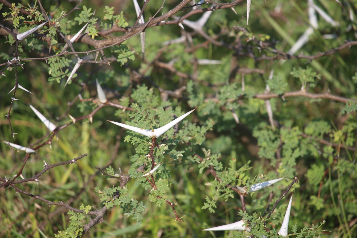 Vachellia eburnea (L.f.) P.J.H.Hurter & Mabb.