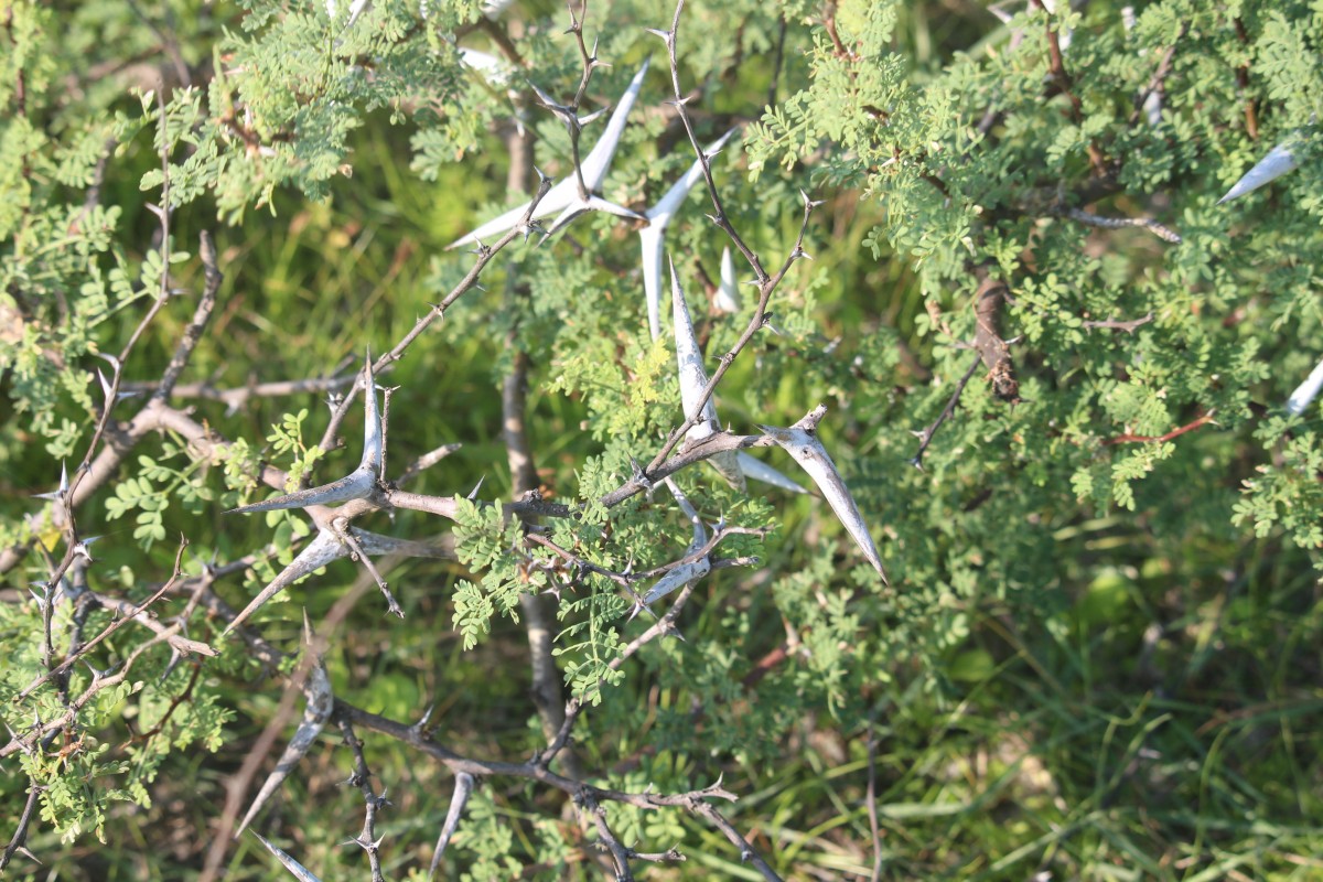 Vachellia eburnea (L.f.) P.J.H.Hurter & Mabb.