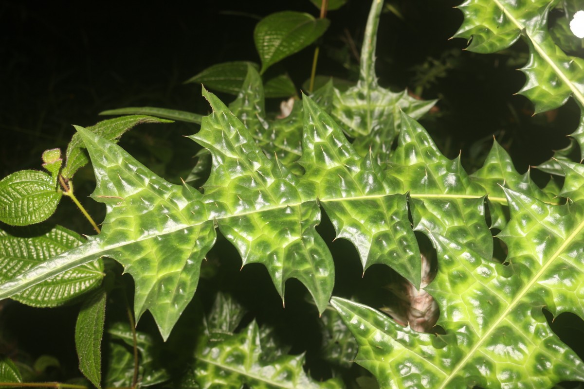 Acanthus montanus (Nees) T.Anderson