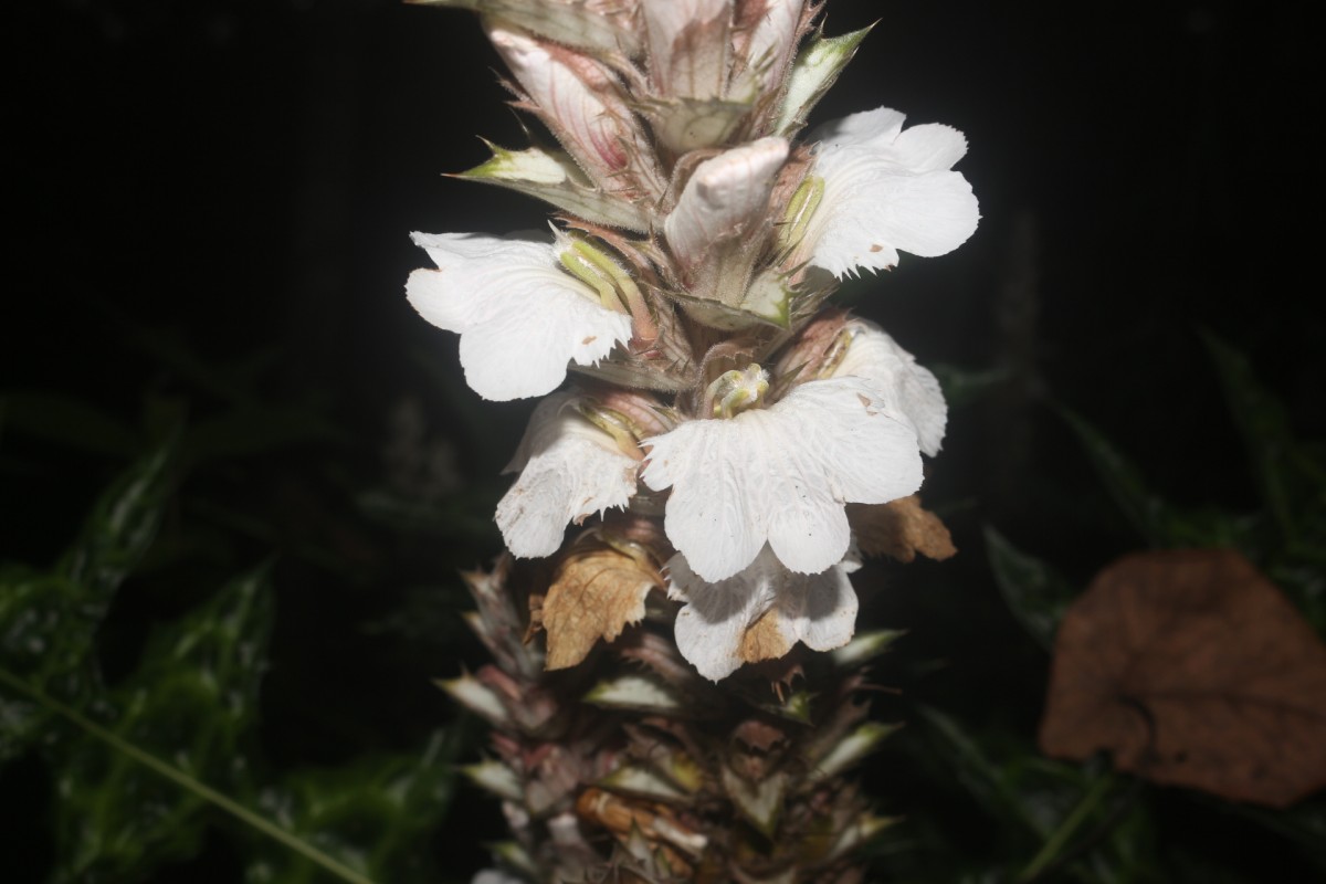 Acanthus montanus (Nees) T.Anderson