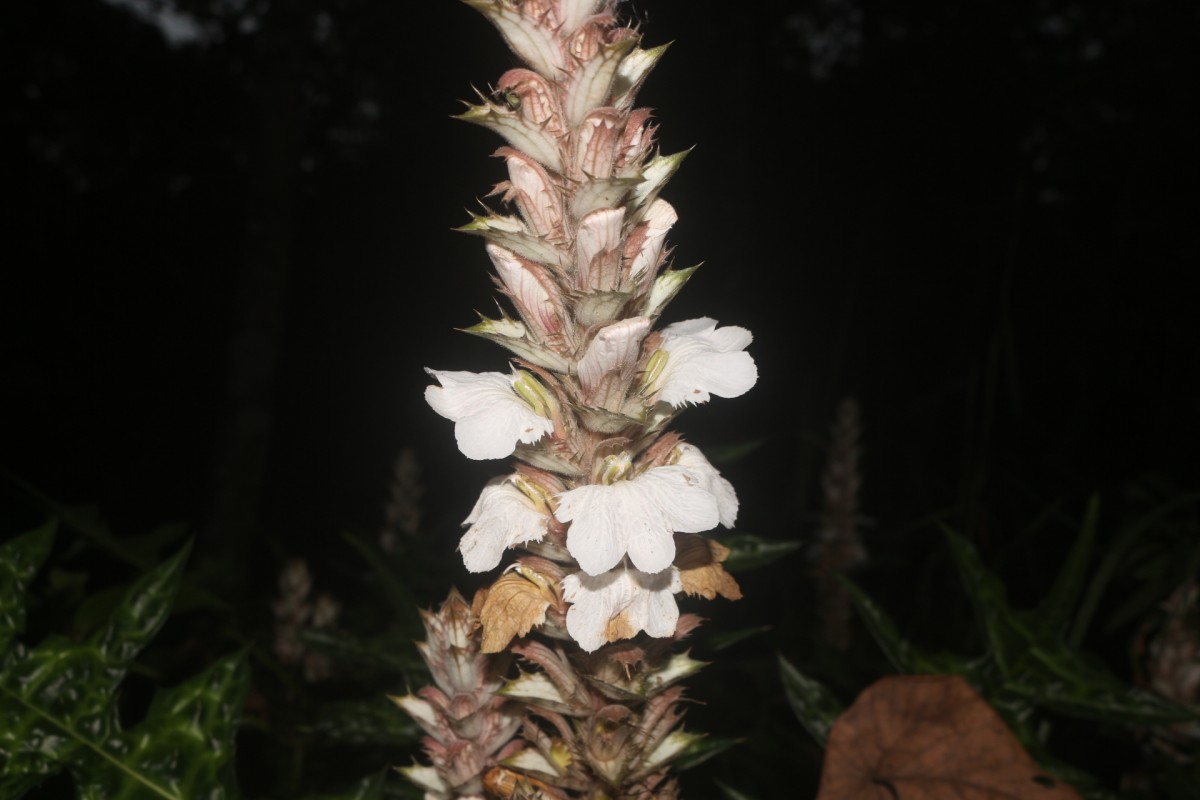Acanthus montanus (Nees) T.Anderson