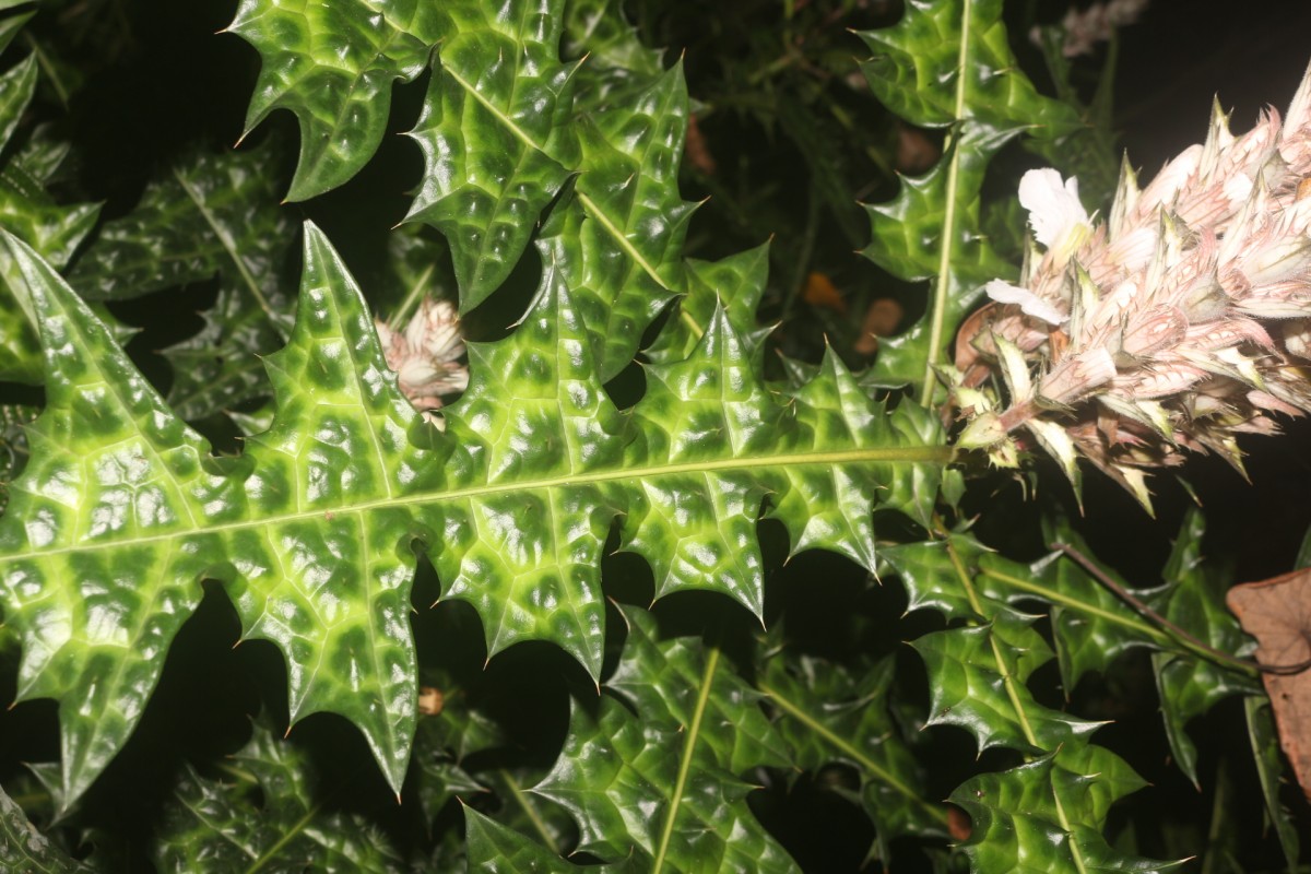 Acanthus montanus (Nees) T.Anderson