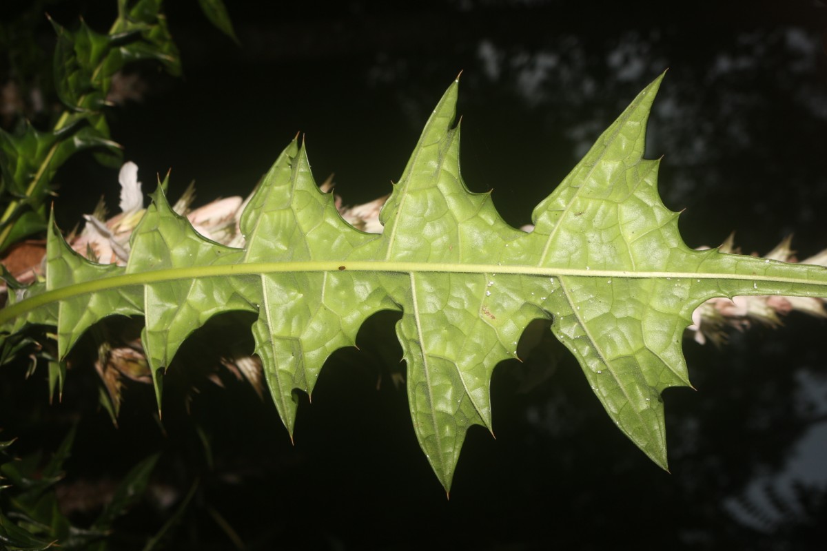 Acanthus montanus (Nees) T.Anderson