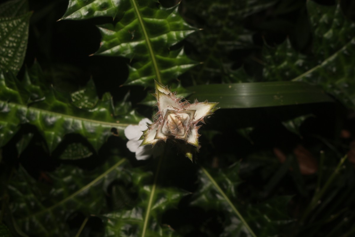 Acanthus montanus (Nees) T.Anderson