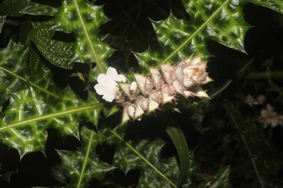 Acanthus montanus (Nees) T.Anderson