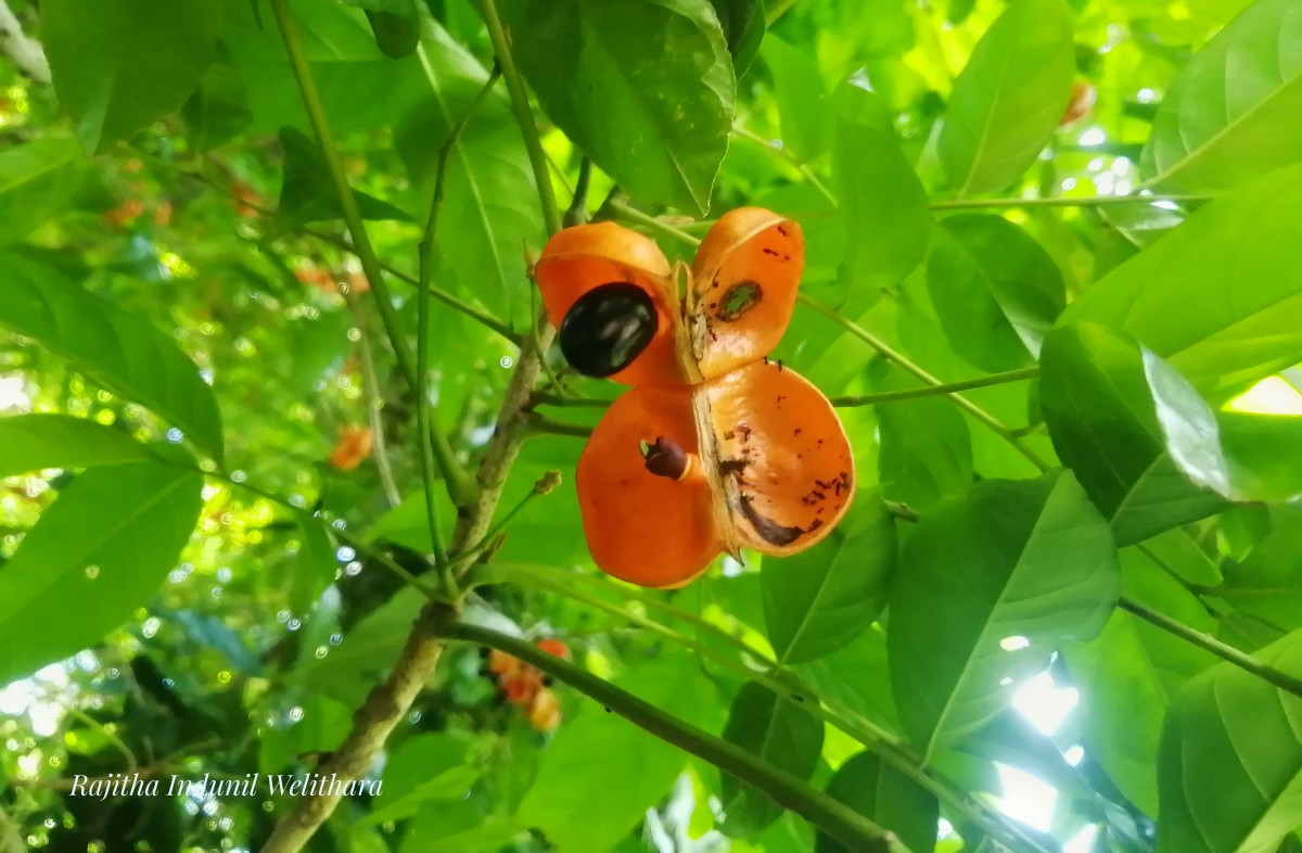 Harpullia arborea (Blanco) Radlk.