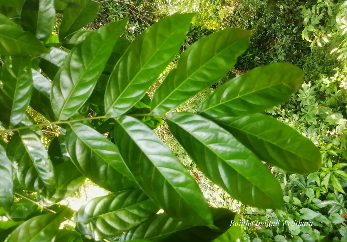 Harpullia arborea (Blanco) Radlk.