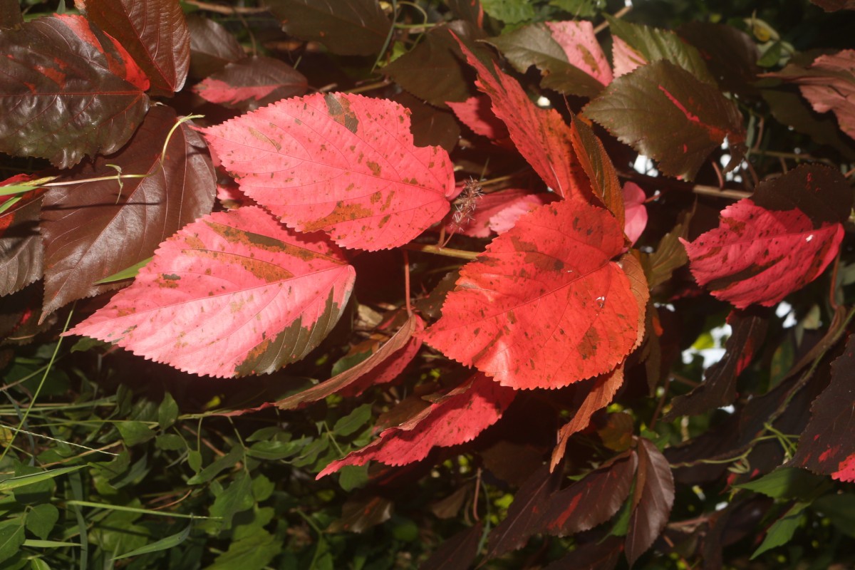 Acalypha wilkesiana Müll.Arg.