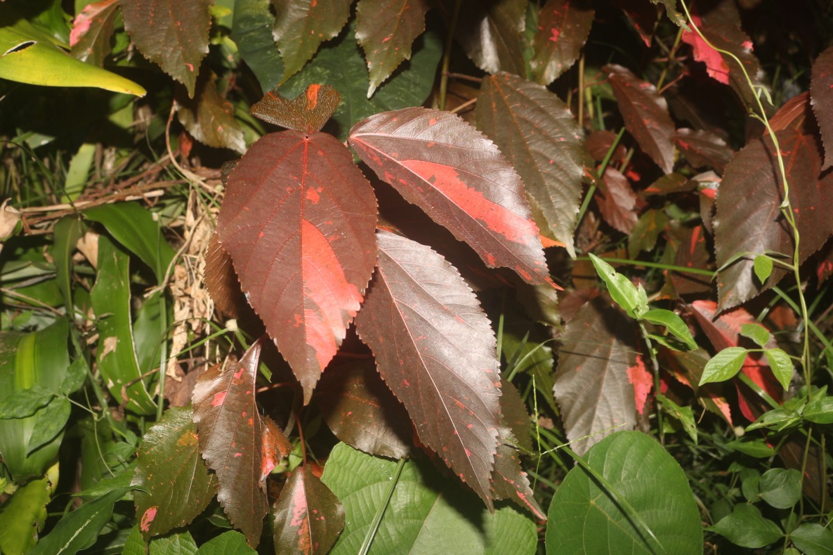 Acalypha wilkesiana Müll.Arg.