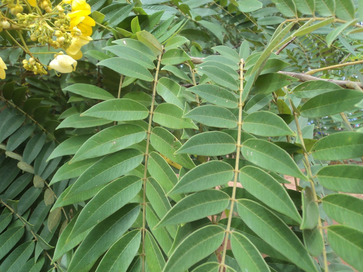 Senna spectabilis (DC.) H.S.Irwin & Barneby