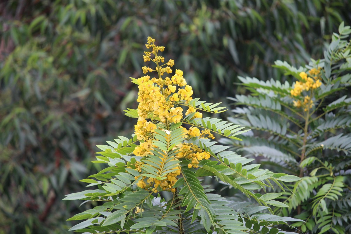 Senna spectabilis (DC.) H.S.Irwin & Barneby