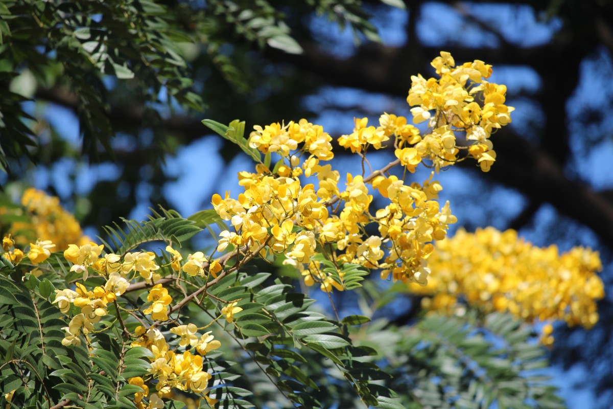 Senna spectabilis (DC.) H.S.Irwin & Barneby