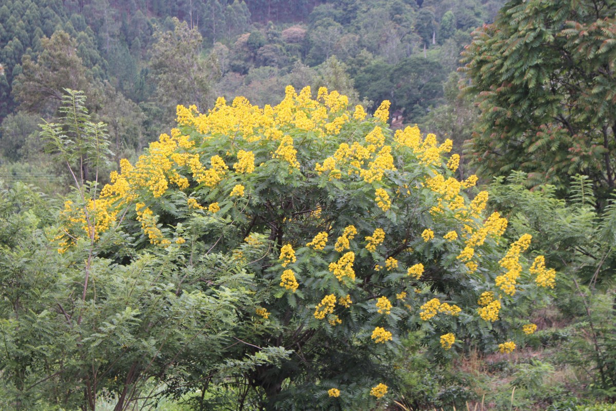 Senna spectabilis (DC.) H.S.Irwin & Barneby