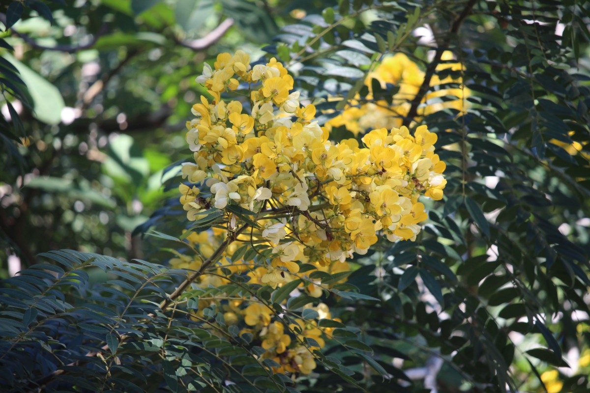 Senna spectabilis (DC.) H.S.Irwin & Barneby