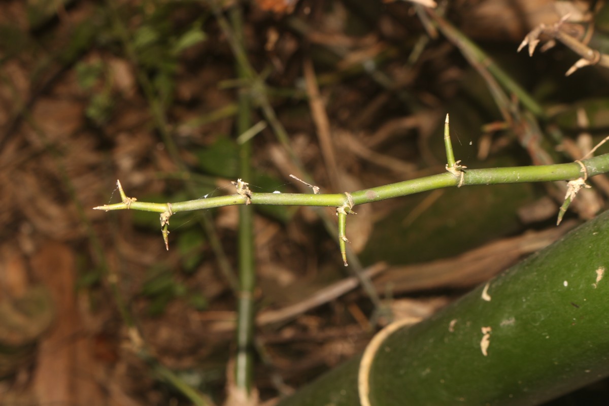 Bambusa bambos (L.) Voss