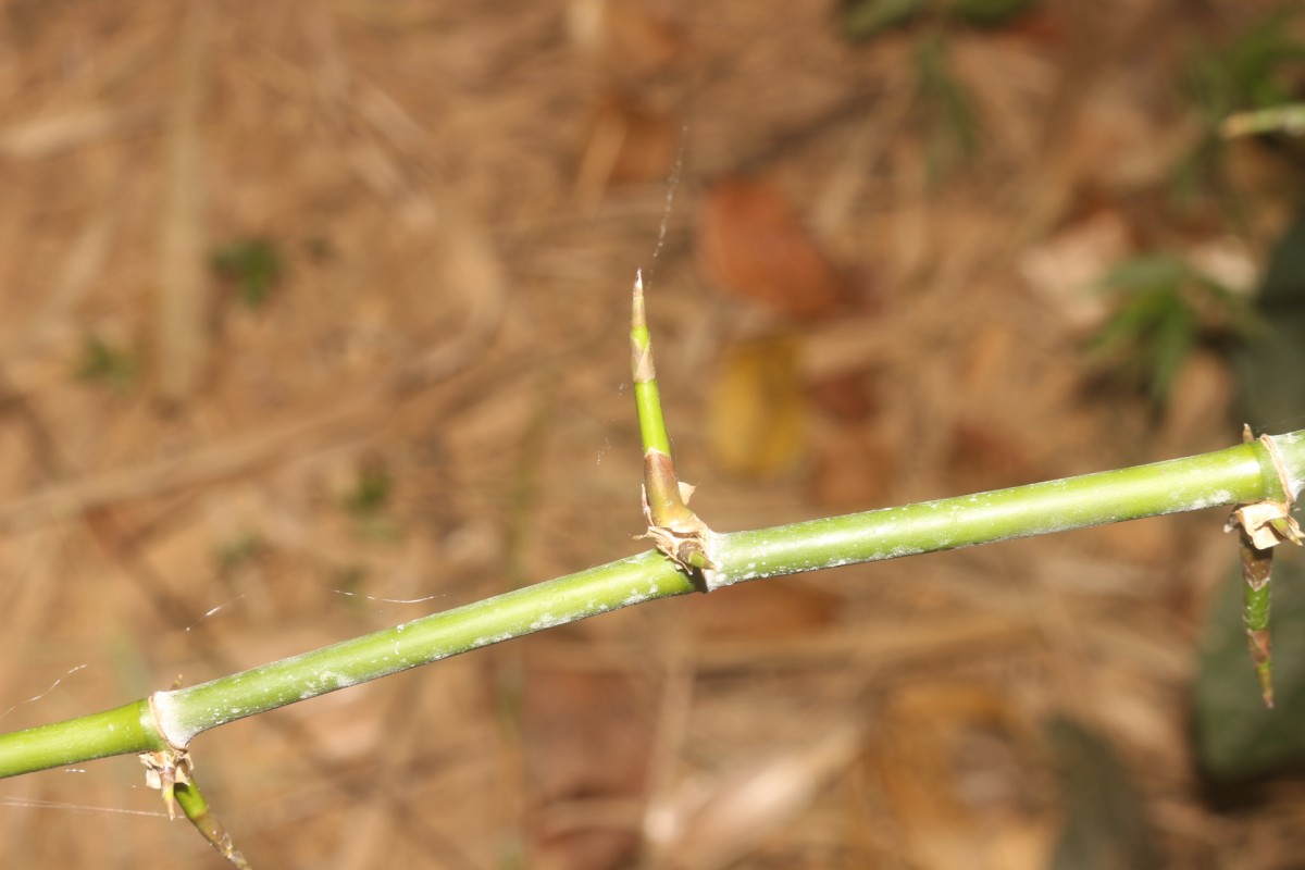 Bambusa bambos (L.) Voss