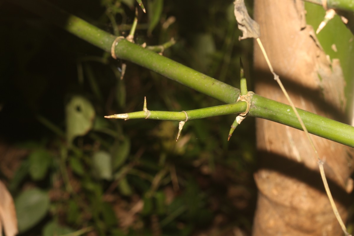 Bambusa bambos (L.) Voss