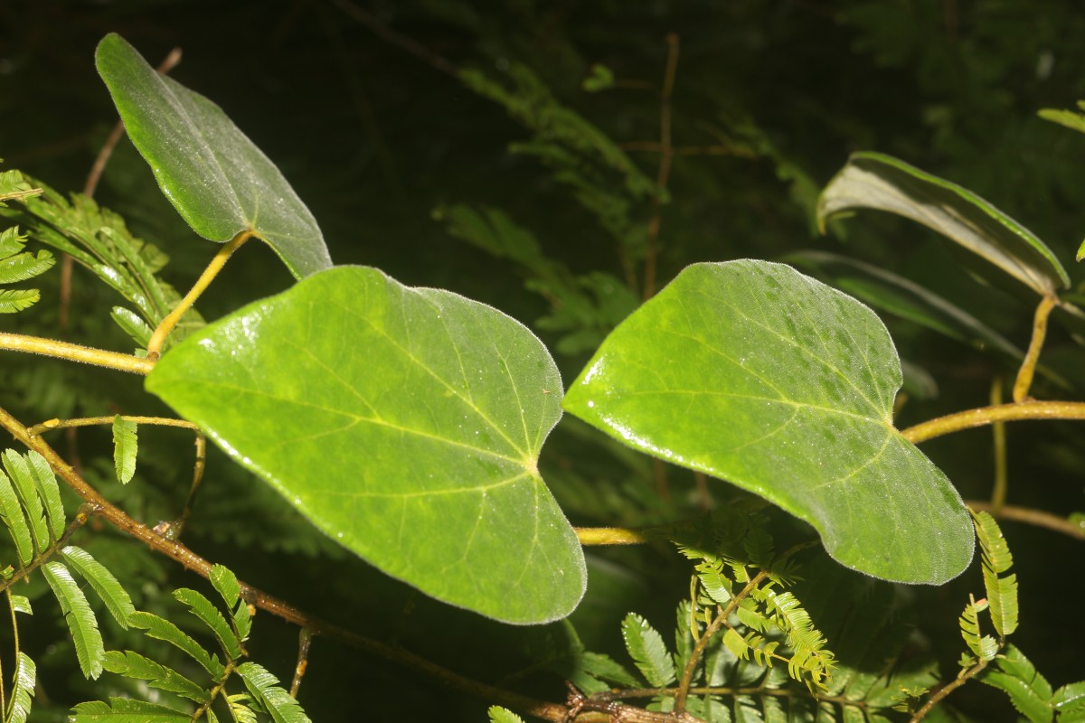 Tinospora sinensis (Lour.) Merr.