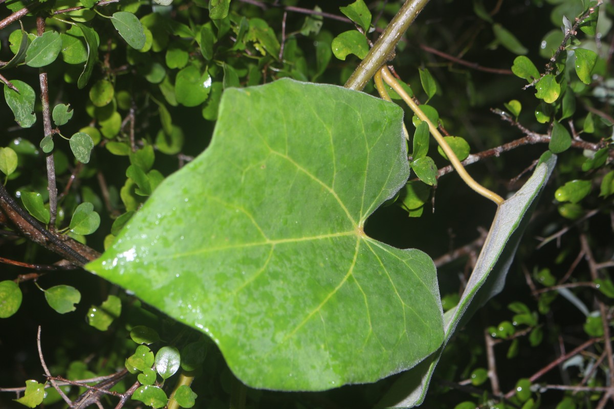 Tinospora sinensis (Lour.) Merr.