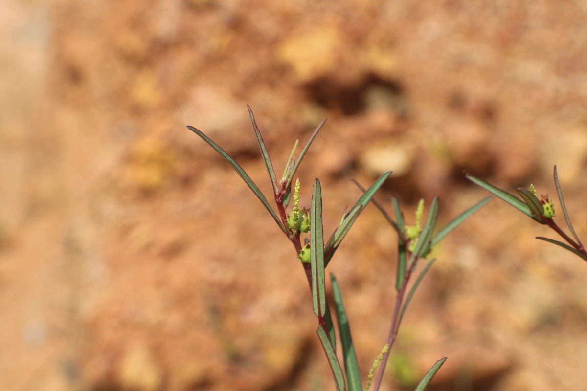 Microstachys chamaelea (L.) Müll.Arg.