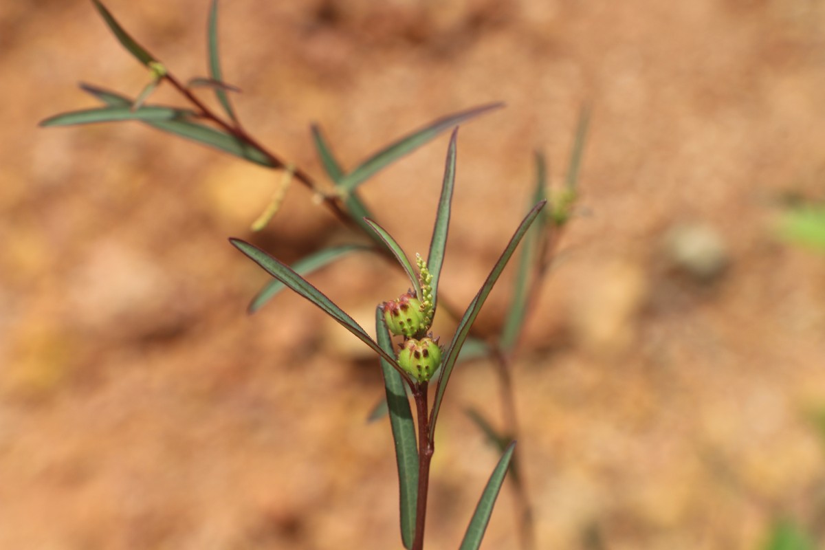 Microstachys chamaelea (L.) Müll.Arg.