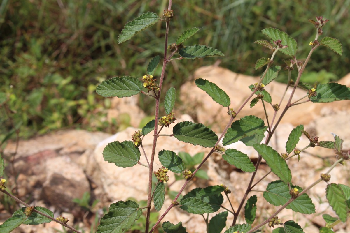 Waltheria indica L.