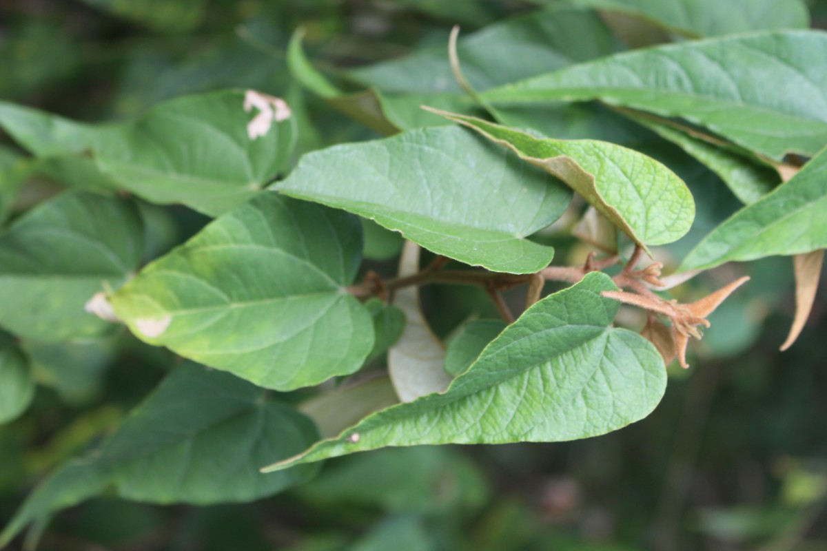 Wissadula periplocifolia (L.) Thwaites