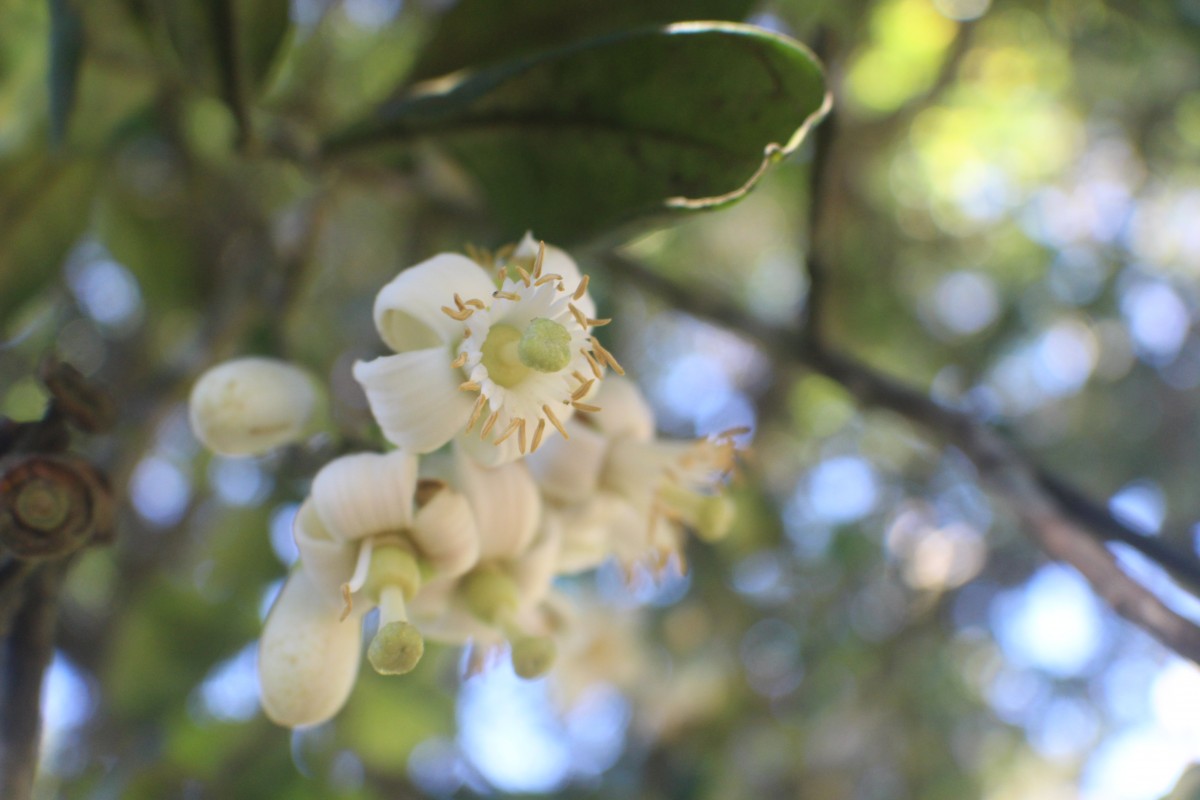 Citrus maxima (Burm.) Merr.