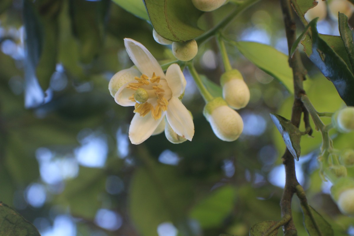 Citrus maxima (Burm.) Merr.