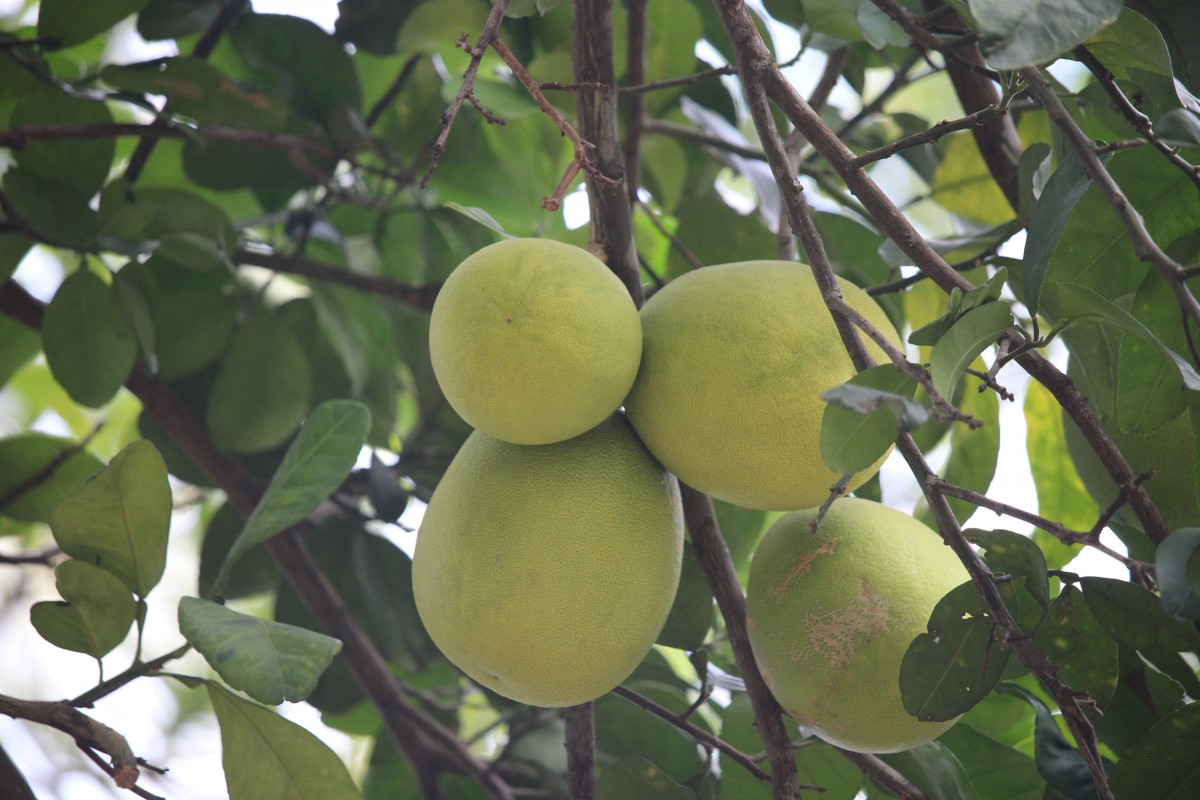 Citrus maxima (Burm.) Merr.