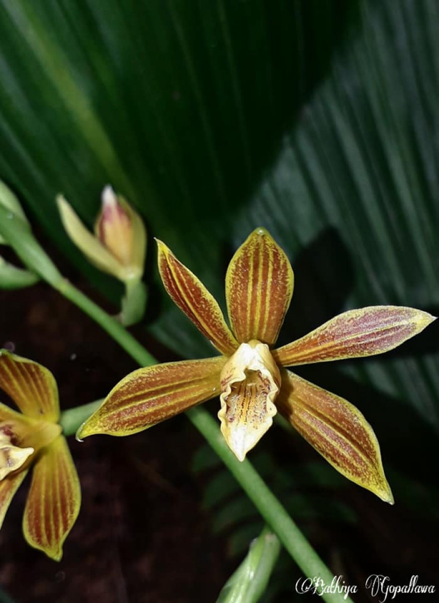 Phaius luridus Thwaites