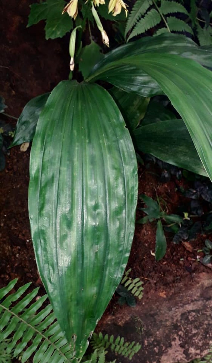 Phaius luridus Thwaites